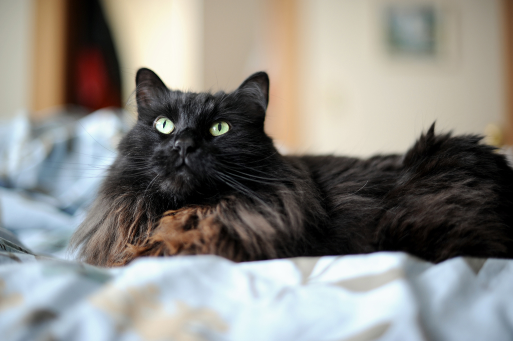 20+ Most Popular Long Haired Cat Breeds (With images) Black cat breeds, Chantill