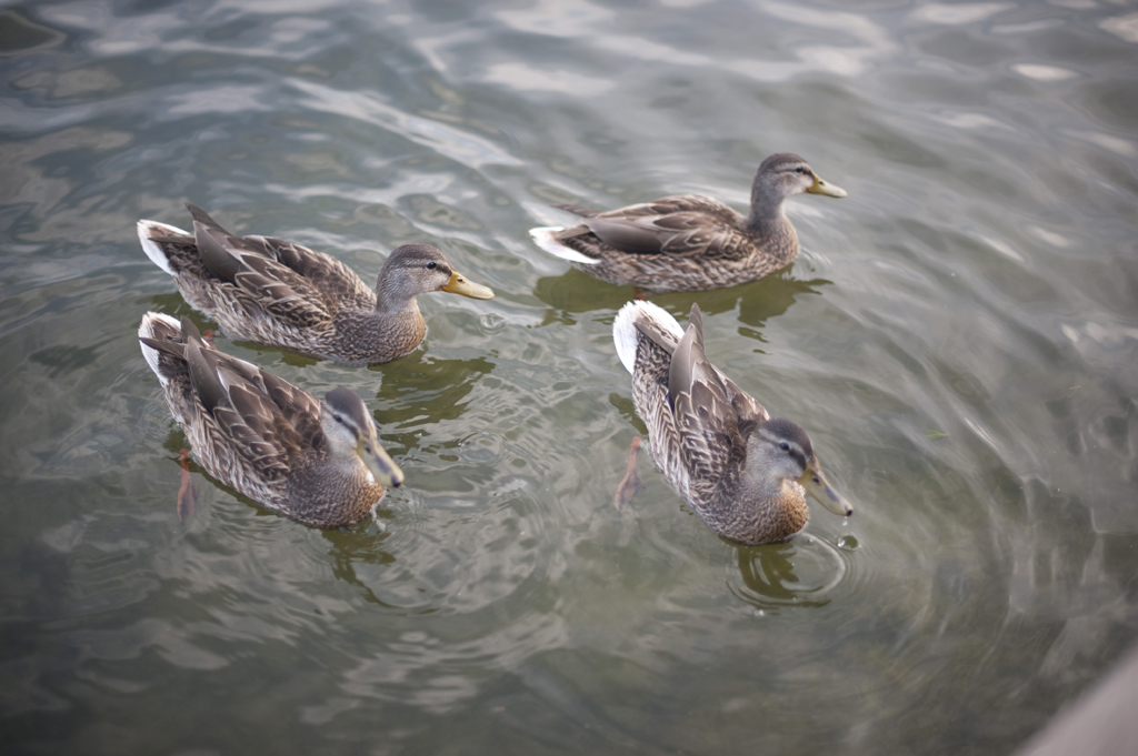 Lake Harriet kid photography 18