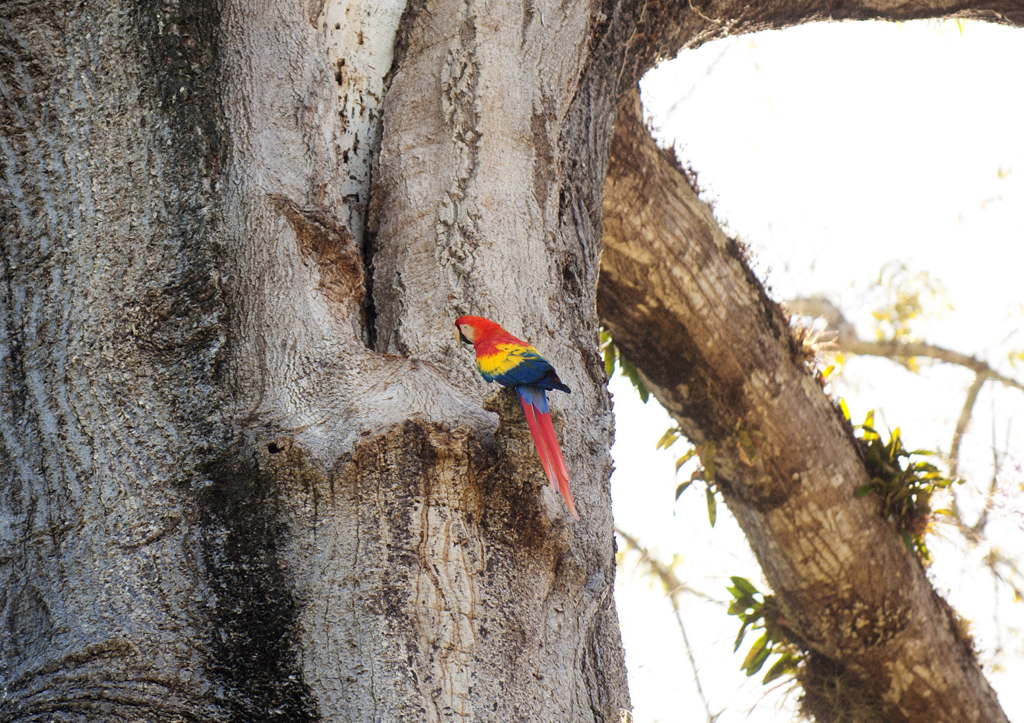 Costa Rica Scarlett Macaws 5