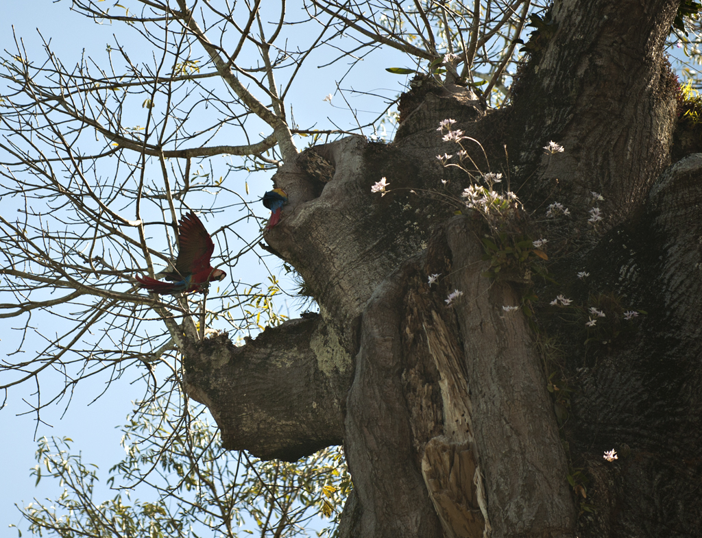 Costa Rica Scarlett Macaws 9