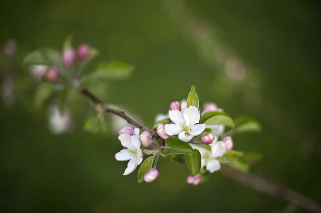 Honey Crisp Apple Blossoms 5