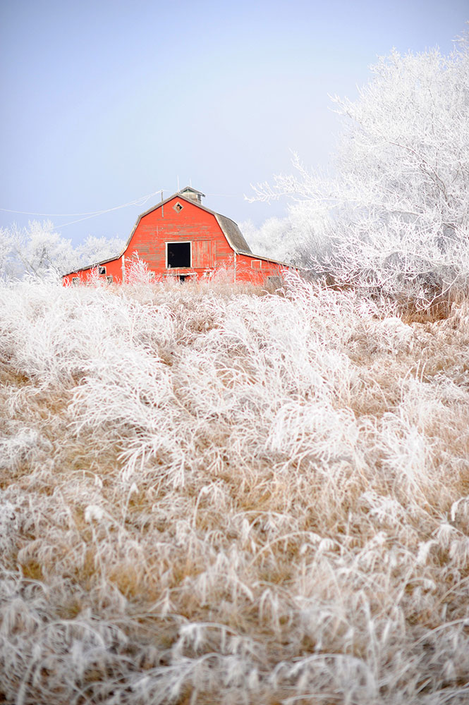 red barn with frosty trees