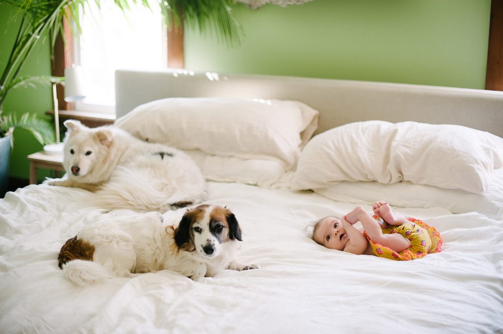 a baby on a bed with dogs